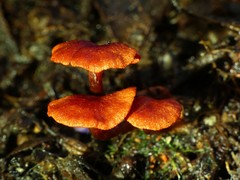 Cortinarius vinicolor