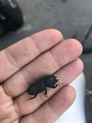 Dorcus parallelipipedus