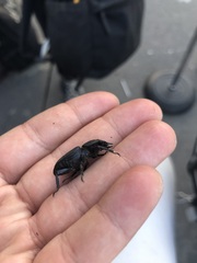 Dorcus parallelipipedus