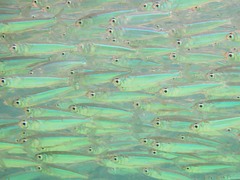 Atherinomorus lacunosus