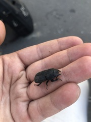 Dorcus parallelipipedus