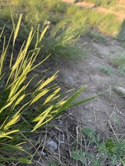 Agropyron