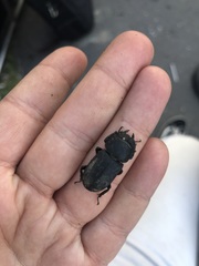 Dorcus parallelipipedus