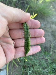 Agropyron
