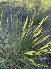 Agropyron