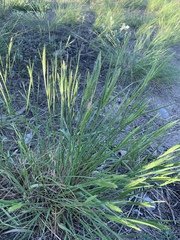 Agropyron
