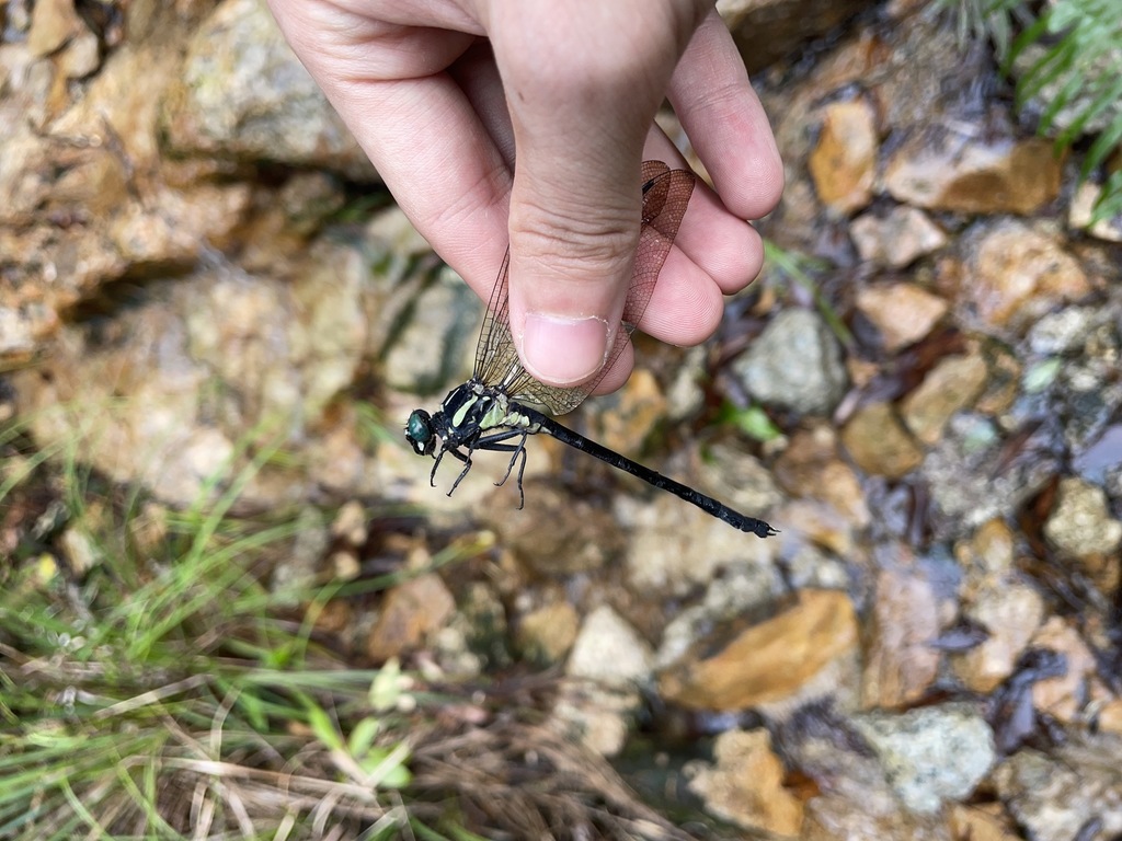 Fukienogomphus promineus