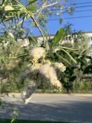 Salix