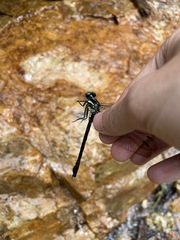 Fukienogomphus promineus