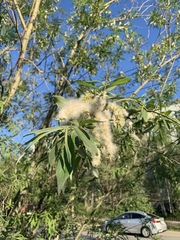 Salix