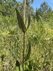 Eupatorium pilosum