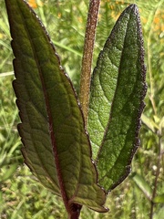 Eupatorium pilosum