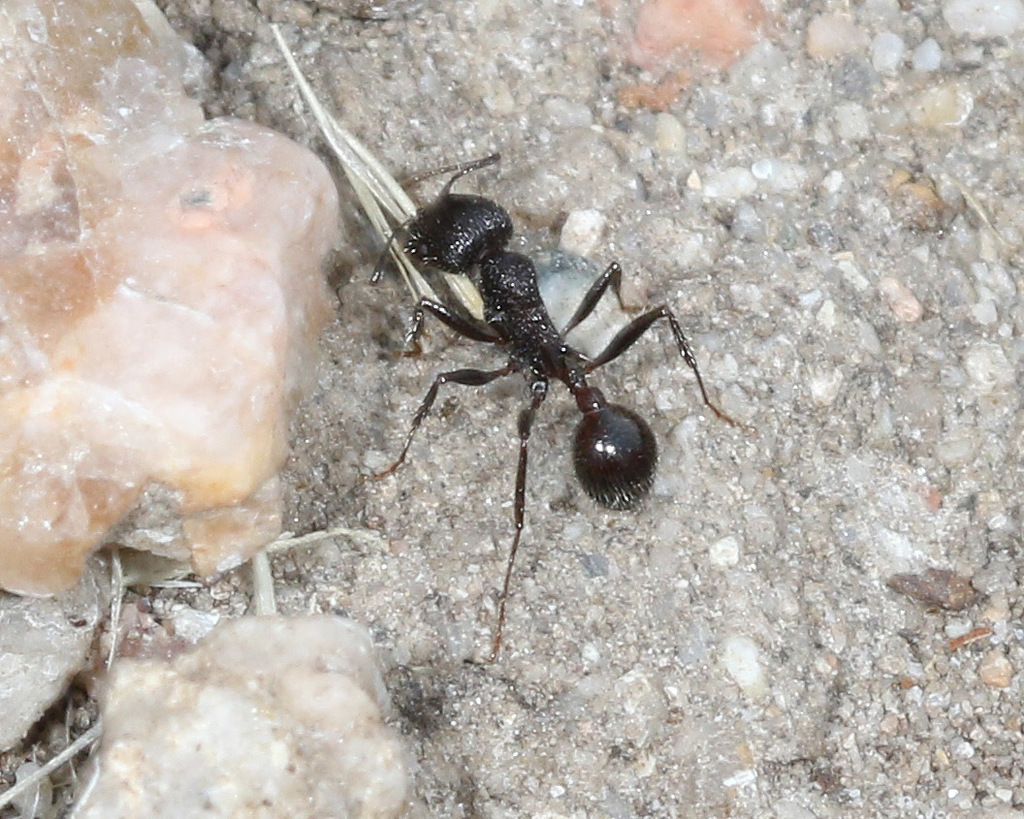 Andre's Harvester Ant from San Benito County, CA, USA on June 04, 2022 ...