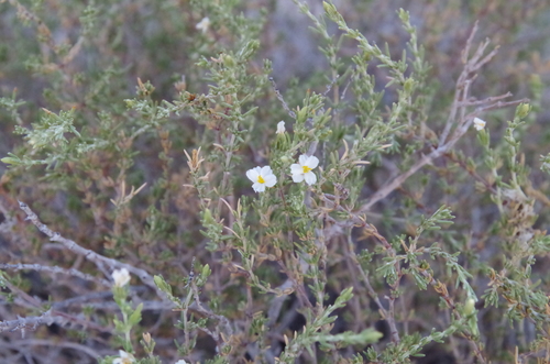 Image of Frankenia jamesii by (c) Eric Knight, some rights reserved (CC BY)