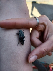 Chalcophora mariana