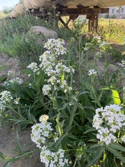 Armoracia sisymbrioides