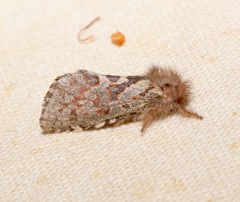 Phymatopus hectoides