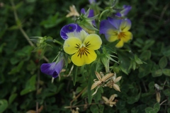 Viola × wittrockiana