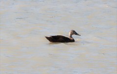 Anas fulvigula maculosa