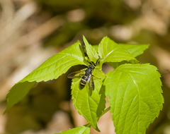 Temnostoma bombylans