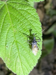 Sphedanolestes impressicollis