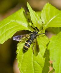 Temnostoma bombylans
