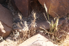 Bromus fasciculatus