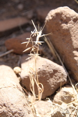 Bromus fasciculatus