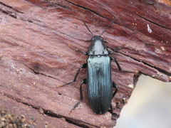 Melandrya caraboides