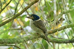 Actenoides princeps