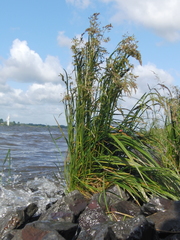 Deschampsia cespitosa paludosa