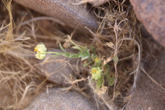 Calendula tripterocarpa