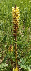 Orobanche reticulata