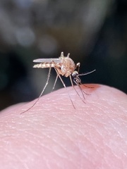 Aedes cantator
