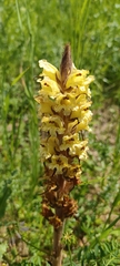 Orobanche reticulata