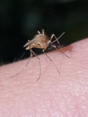 Aedes cantator
