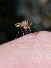 Aedes cantator