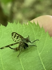 Furia ithacensis