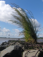 Deschampsia cespitosa paludosa