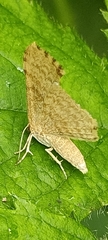 Euchoeca nebulata