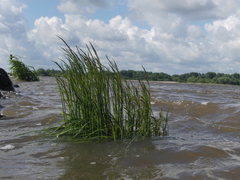 Deschampsia cespitosa paludosa