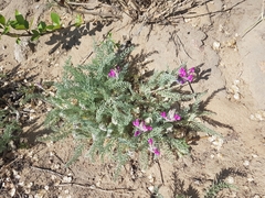 Oxytropis lanata