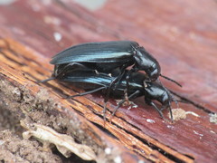 Melandrya caraboides