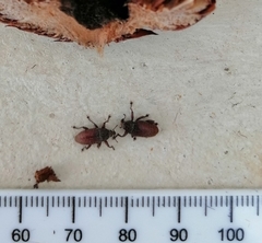 Euderes lineicollis