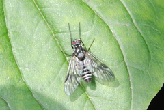 Ibisia marginata