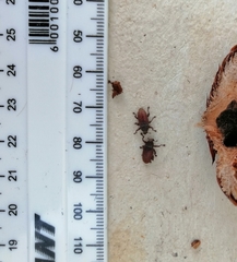 Euderes lineicollis