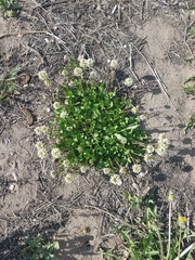 Trifolium repens