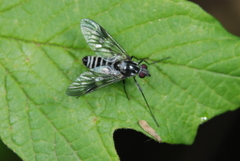 Ibisia marginata