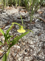 Physalis angustifolia
