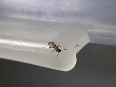 Oryzaephilus surinamensis